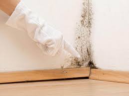 Why You Should Choose Our Mold Remediation Services in Dunean, SC